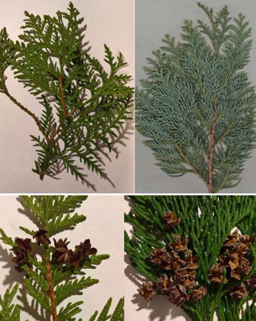 Уход за туями весной. Посадка туи в открытый грунт, уход: полив, обрезка, защита от вредителей и болезней, размножение