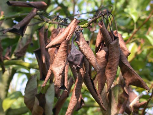 Как бороться с вредителями и болезнями в плодовом саду. Наиболее распространённые болезни плодового сада