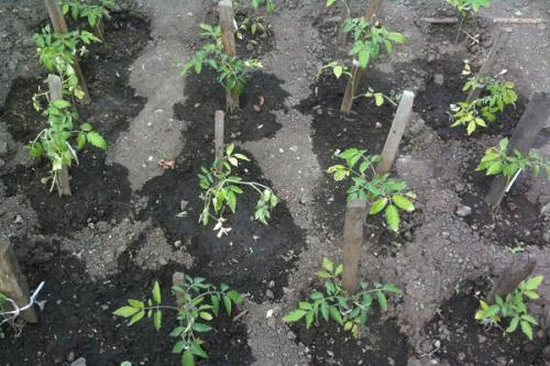 Суперфосфат и мочевина для помидор. Как подкормить помидоры мочевиной