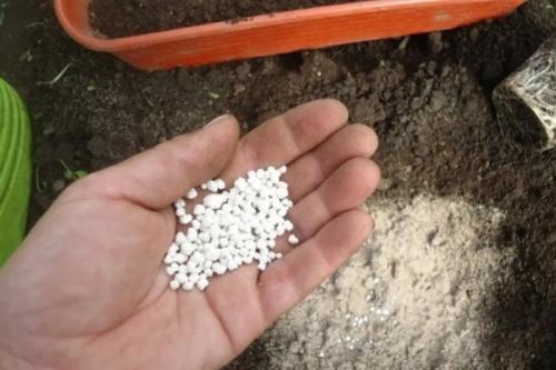 Суперфосфат и мочевина для помидор. Как подкормить помидоры мочевиной