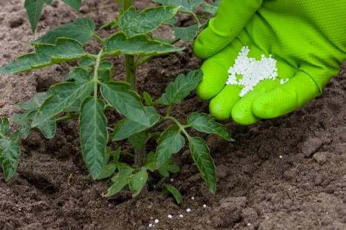 Суперфосфат и мочевина для помидор. Как подкормить помидоры мочевиной