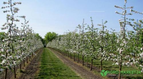 Какие деревья не стоит сажать рядом: советы для вашего сада 03 Какие деревья не стоит сажать рядом: советы для вашего сада 03