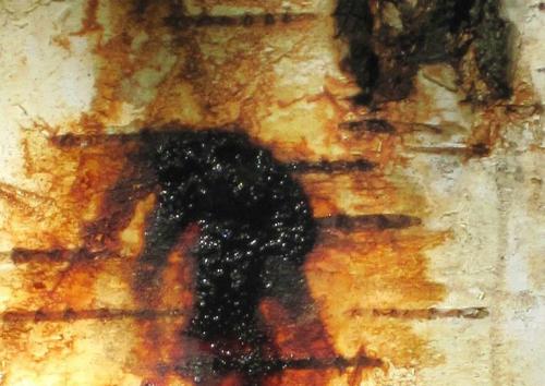 Какие деревья не стоит сажать рядом: советы для вашего сада 01 Какие деревья не стоит сажать рядом: советы для вашего сада 01