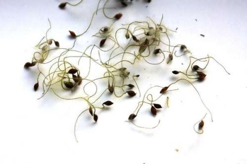 Выращивание туи посевом семян осенью. Что делать с посевным материалом дальше 03