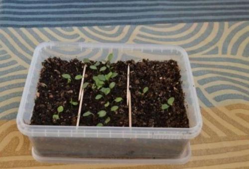 Выращивание туи посевом семян осенью. Что делать с посевным материалом дальше 04