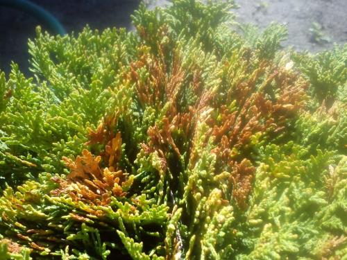 Выращивание туи посевом семян осенью. Что делать с посевным материалом дальше 01