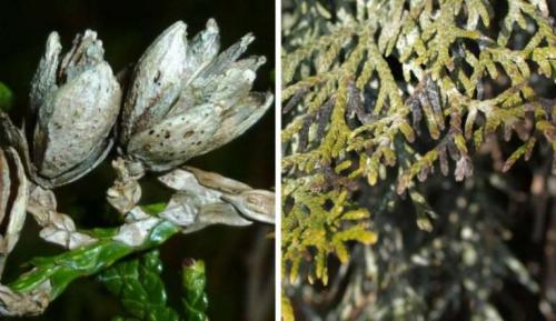 Выращивание туи посевом семян осенью. Что делать с посевным материалом дальше 02