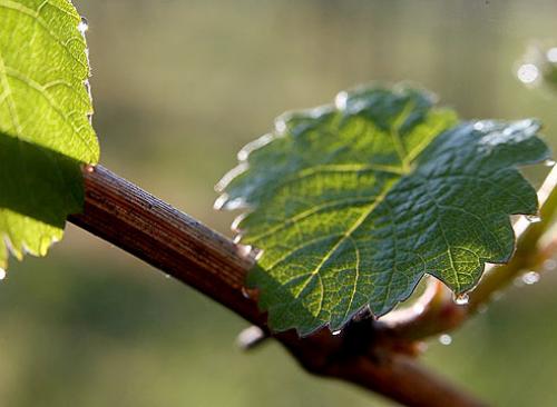 Выращивание сорта винограда селекции Потапенко. Виноград Амурский Потапенко – описание сорта 03 Выращивание сорта винограда селекции Потапенко. Виноград Амурский Потапенко – описание сорта 03