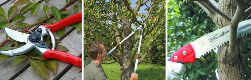 Как правильно обрезать плодовые деревья и кустарники для увеличения урожайности. КАК ОБРЕЗАТЬ ВЗРОСЛЫЕ ПЛОДОВЫЕ ДЕРЕВЬЯ