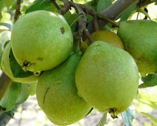 Плодовые деревья и кустарники: как выбрать лучшие сорта для вашего сада 01