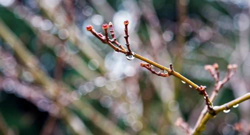 Совместимость плодовых культур: ключ к успешному садоводству 02