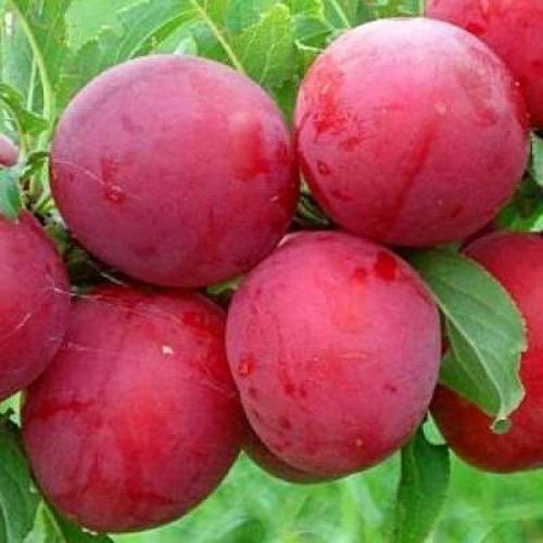 Плодовые деревья и кустарники: как выбрать лучшие сорта для вашего сада 02