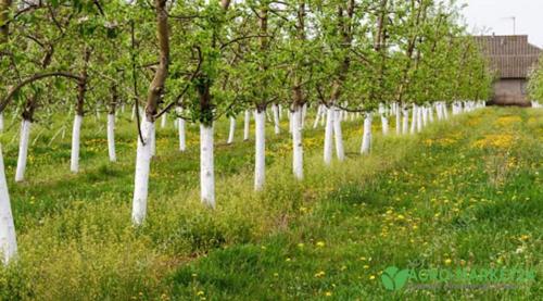 Совместимость плодовых культур: ключ к успешному садоводству 05