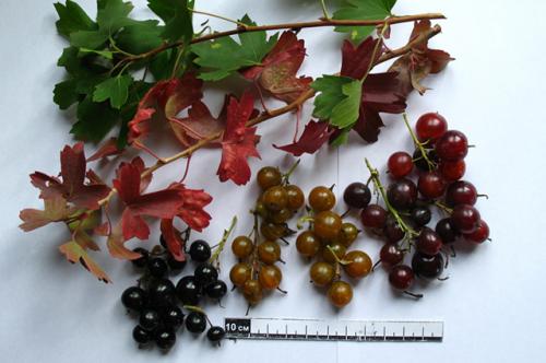 Какие полезные свойства имеют плоды и ягоды от плодовых деревьев и кустарников. Красиво и полезно. Разбираемся в декоративных плодовых кустарниках