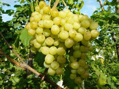 ТОП-53 лучших самых вкусных сортов винограда на 2022 год. Описание сортов винограда 27