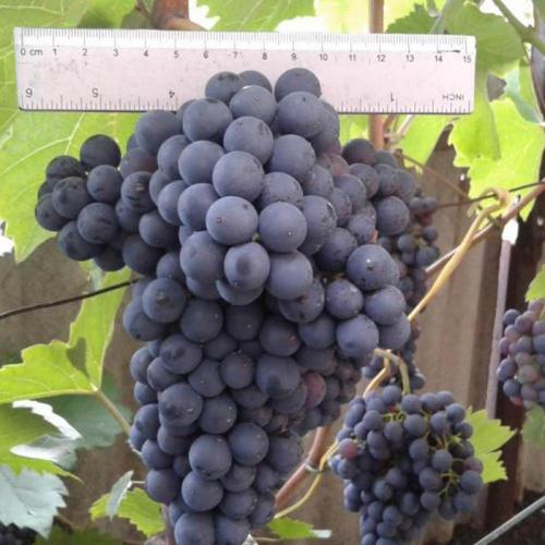 Самые вкусные сорта винограда для вина. Сорта винограда для вина – 15 лучших сортов 2022 года