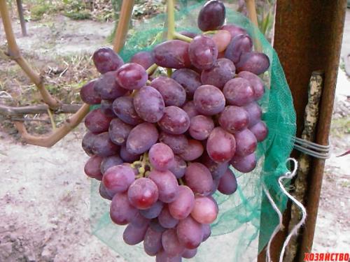 Топ-10 самых вкусных сортов винограда. 10 самых вкусных сортов винограда