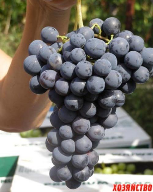 Топ-10 самых вкусных сортов винограда. 10 самых вкусных сортов винограда
