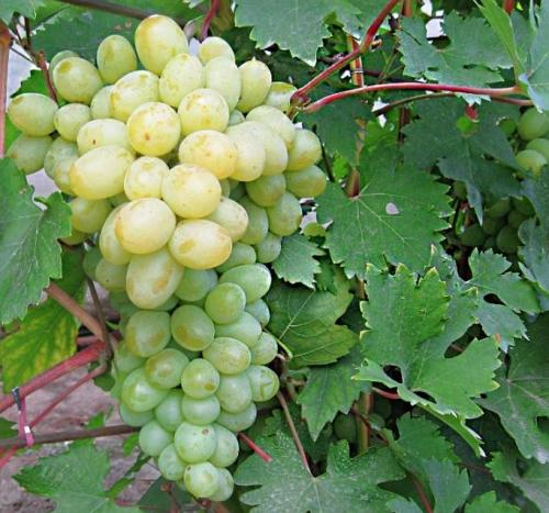 10 лучших сортов винограда 2021 года. Десять отличных сортов винограда