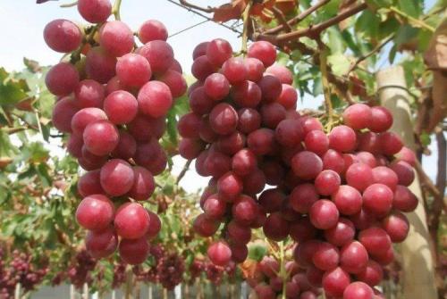 Самые вкусные сорта винограда 2020 года. Лучшие сорта винограда: фото, названия и описания (каталог)