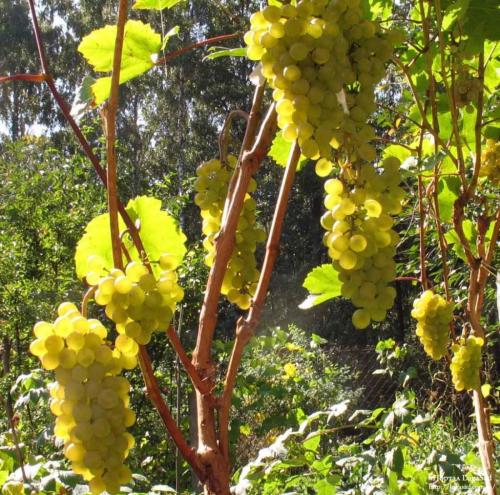 Виноград Кристалл. Особенности выращивания винограда Кристалл