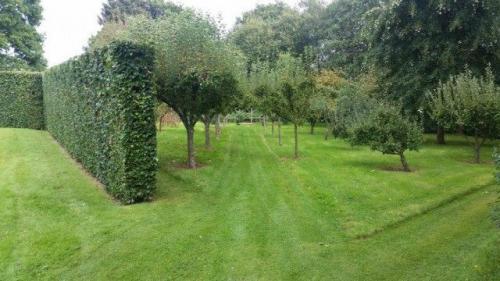 Какие признаки указывают на то что деревья не совместимы между собой. Составляем план посадок