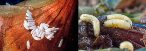 Как выглядит луковая муха. Внешний вид и жизненный цикл