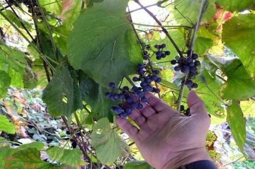 Виноград Амурский прорыв: характеристика плодов