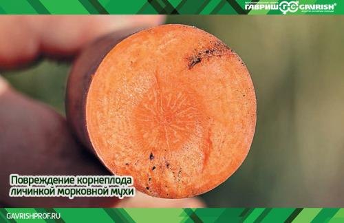 Дайкон и морковная муха. Описание насекомого 01