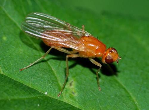 Борьба с морковной мухой форум. 