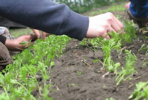 Посадка моркови от морковной мухи. Агротехнические методы