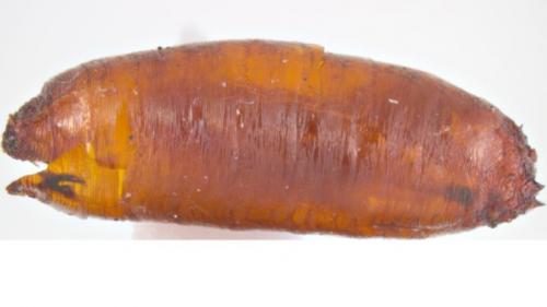 Как выглядит луковая муха. Внешний вид и жизненный цикл