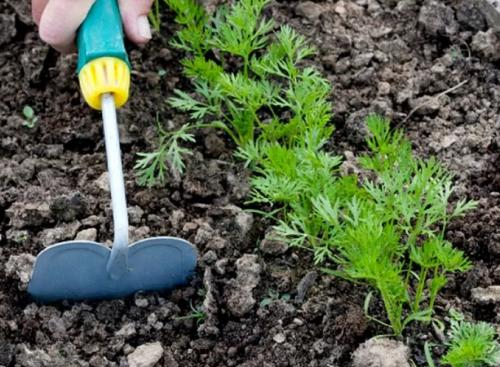 Дайкон и морковная муха. Описание насекомого 04