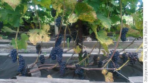 Как ухаживать за изгородью из натурального камня для винограда. Бордюр для виноградной аллеи