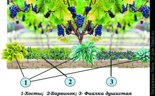 Как ухаживать за изгородью из натурального камня для винограда. Бордюр для виноградной аллеи