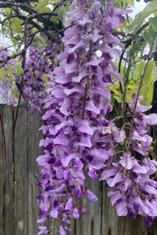 Виноград в садовом ландшафтном дизайне: как использовать виноградные лозы для украшения сада 02 Виноград в садовом ландшафтном дизайне: как использовать виноградные лозы для украшения сада 02