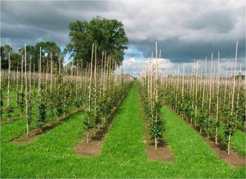 Легкие и бюджетные способы изготовления изгороди для винограда 01 Легкие и бюджетные способы изготовления изгороди для винограда 01