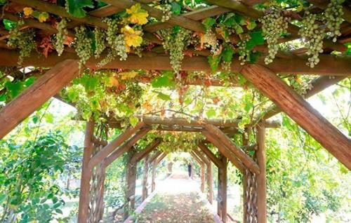 Легкие и бюджетные способы изготовления изгороди для винограда 05 Легкие и бюджетные способы изготовления изгороди для винограда 05