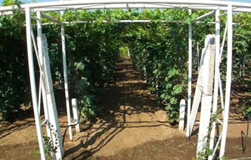 Легкие и бюджетные способы изготовления изгороди для винограда 07 Легкие и бюджетные способы изготовления изгороди для винограда 07