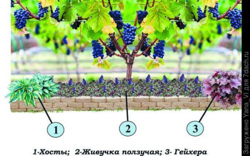 Как ухаживать за изгородью из натурального камня для винограда. Бордюр для виноградной аллеи