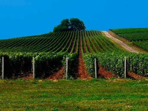 Легкие и бюджетные способы изготовления изгороди для винограда 08 Легкие и бюджетные способы изготовления изгороди для винограда 08