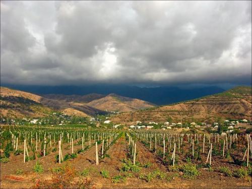 Легкие и бюджетные способы изготовления изгороди для винограда 09 Легкие и бюджетные способы изготовления изгороди для винограда 09