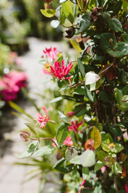 Виноград в садовом ландшафтном дизайне: как использовать виноградные лозы для украшения сада 01 Виноград в садовом ландшафтном дизайне: как использовать виноградные лозы для украшения сада 01