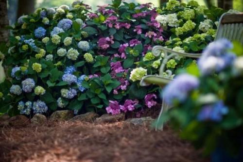 Какие растения относятся к семейству гортензии. Общие сведения о растении