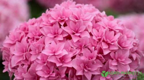 Гортензия: Легенда о цветке, который изменил мир 06 Гортензия: Легенда о цветке, который изменил мир 06