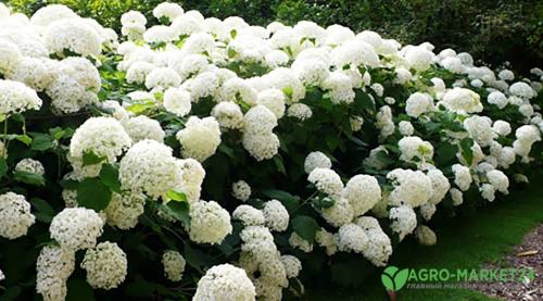 Гортензия: Легенда о цветке, который изменил мир 05 Гортензия: Легенда о цветке, который изменил мир 05