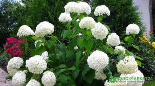 Гортензия: Легенда о цветке, который изменил мир 04 Гортензия: Легенда о цветке, который изменил мир 04