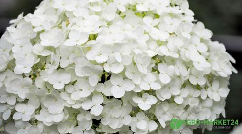 Гортензия: Легенда о цветке, который изменил мир 07 Гортензия: Легенда о цветке, который изменил мир 07