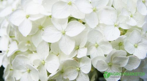 Гортензия: Легенда о цветке, который изменил мир 09 Гортензия: Легенда о цветке, который изменил мир 09