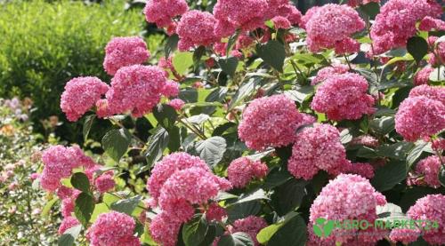 Гортензия: Легенда о цветке, который изменил мир 08 Гортензия: Легенда о цветке, который изменил мир 08